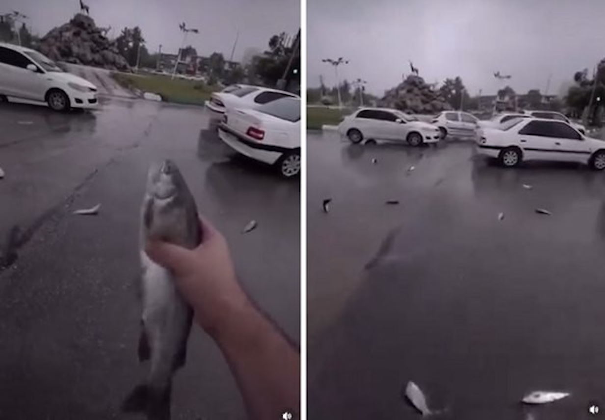 Lluvia de peces en Irán durante un aguacero